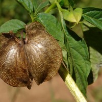 Nicandra physalodes (L.) Gaertn.